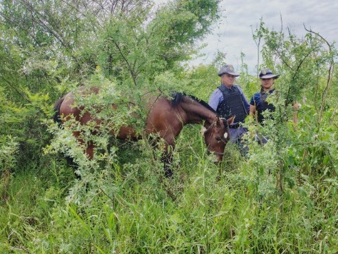 Recuperaron un caballo robado tras rastrillaje en la zona rural de Sáenz Peña