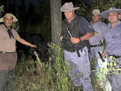 Recuperaron un ternero robado y lo devolvieron a su dueño en General San Martín