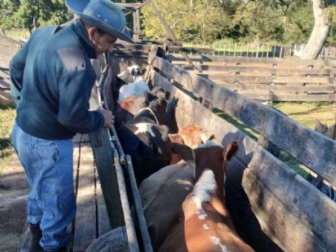 Recuperaron 19 bovinos denunciados como robados en Puerto Vilelas