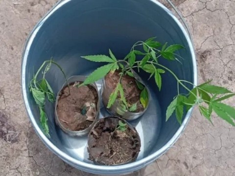 San Bernardo: hombres fueron detenidos cuando intentaban trasladar plantines de cannabis en una motocicleta