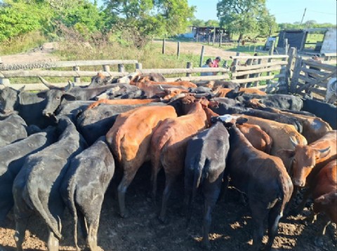 Recuperaron 35 bovinos en un operativo rural realizado en Puerto Vilelas