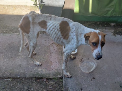 Investigan un caso de maltrato animal con un perro muerto y otro rescatado en General San Martín
