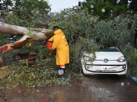 Un gran árbol de eucalipto cayó y aplastó un auto producto del temporal en Resistencia