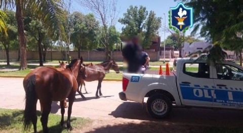 Secuestran tres caballos que deambulaban por la vía pública en Avia Terai