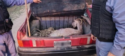 Colonia Benítez: detuvieron a un hombre que transportaba una cabra viva en el baúl de su auto