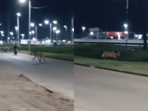 Un aguará guazú fue visto merodeando en la autovía de Sáenz Peña