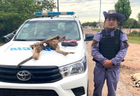 Identificaron a un joven que cazó un puma en Sáenz Peña, lo faenó y alardeaba en redes sociales