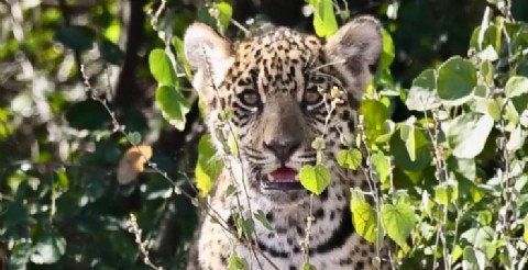 Confirmaron nuevos nacimientos de yaguareté en el Parque Nacional El Impenetrable