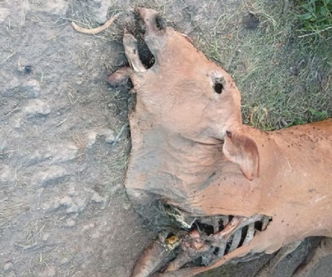 Colonia Popular: investigan extrañas mutilaciones en vacunos y crece la preocupación rural