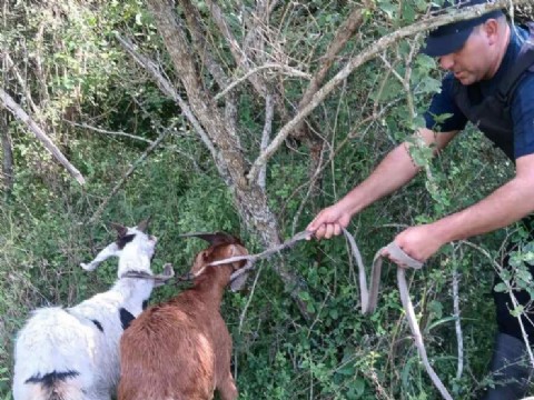Recuperaron dos chivos que habían sido robados en Ciervo Petiso