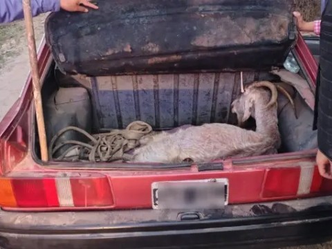 Demoraron a un hombre por llevar una cabra viva en el baúl de su auto en Colonia Benítez