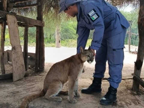 Rescataron a un puma que estaba atado y en cautiverio en Juan José Castelli