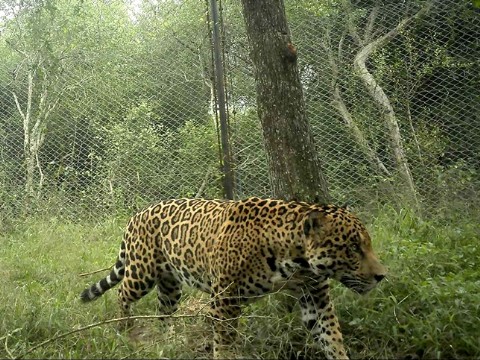 Aparecieron dos nuevos yaguaretés en el Parque Nacional El Impenetrable