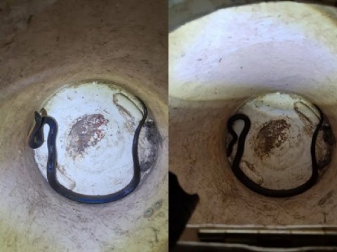 Bomberos rescataron una serpiente venenosa dentro de una vivienda en Las Breñas