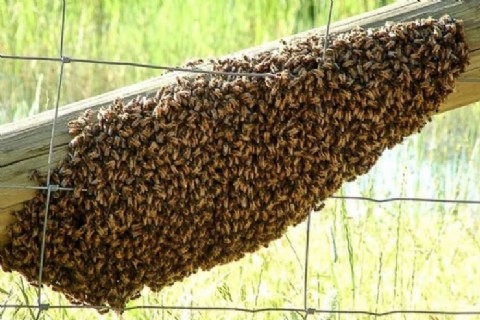 Ataque de abejas dejó seis personas hospitalizadas en Chorotis