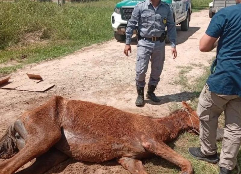 Sacrificaron a una yegua gravemente herida y en estado de abandono en Resistencia