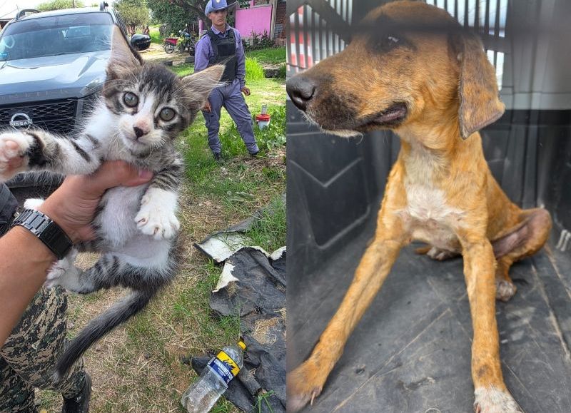 Resistencia: intervinieron en un caso de maltrato animal y resguardaron seis mascotas