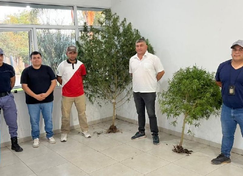 Secuestraron dos plantas de marihuana en un procedimiento de Resistencia