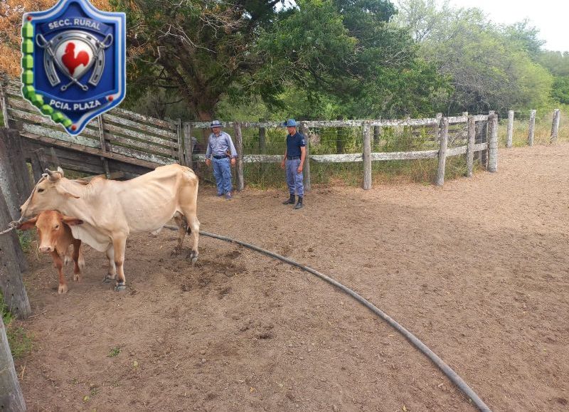 Recuperaron ganado robado en Machagai y secuestraron armas en Villa Ángela
