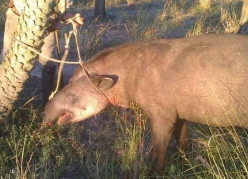 Caza furtiva en Chaco: mataron a un tapir, monumento natural