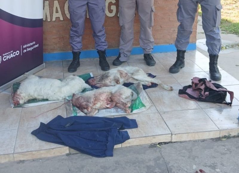 Secuestraron caprinos faenados en un operativo rural en Machagai