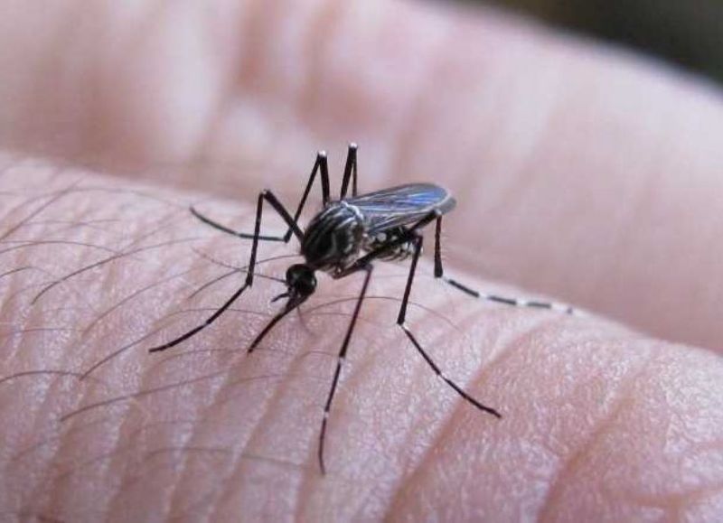 El Gobierno nacional deschavó al provincial: más de 22 mil casos de dengue en medio año