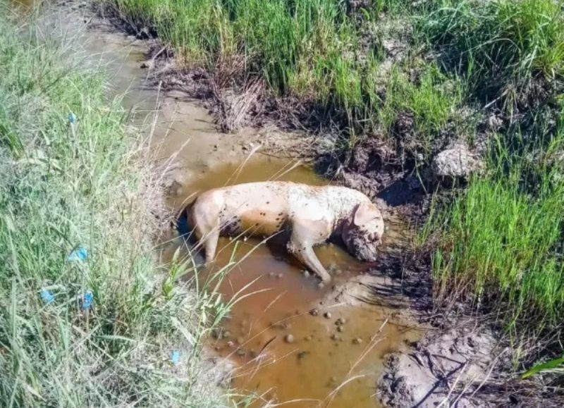 Denuncian que un vecino de Laguna Blanca envenenó a perros porque les ladraban a sus vacas