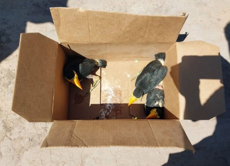 Agentes Rurales incautaron cinco pichones de tucán en Presidencia de la Plaza