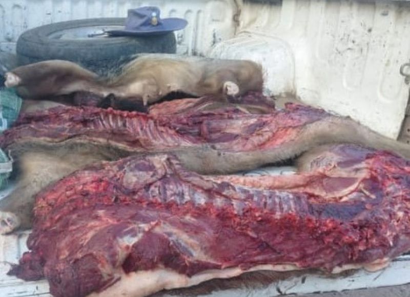 Decomisaron más de 80 kilos de carne de animal silvestre en Basail