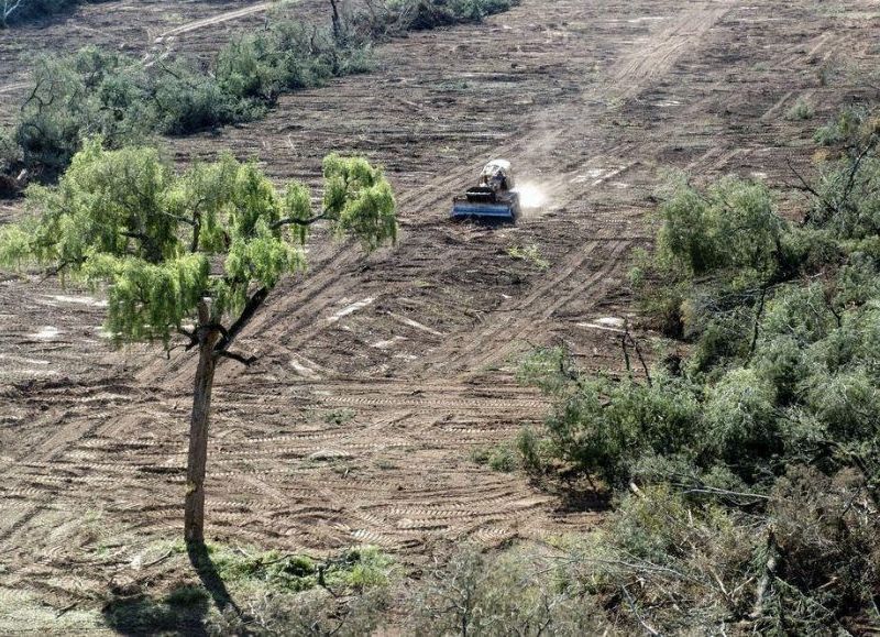 ¿Se les viene la noche? Denuncian a funcionarios por armar un sistema para desmontar bosque nativo