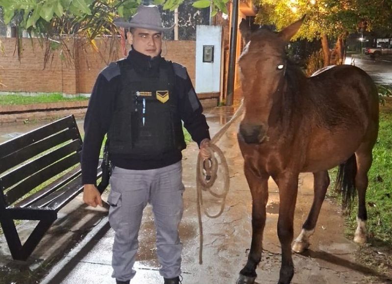 Retiraron dos equinos sueltos de la vía pública durante un operativo preventivo en General San Martín
