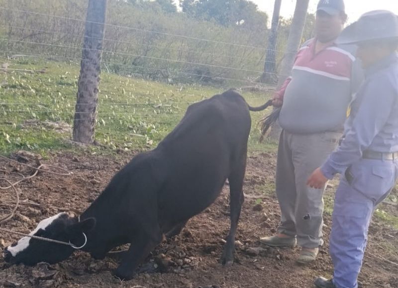 Recuperaron tres animales bovinos robados en Puerto Vilelas