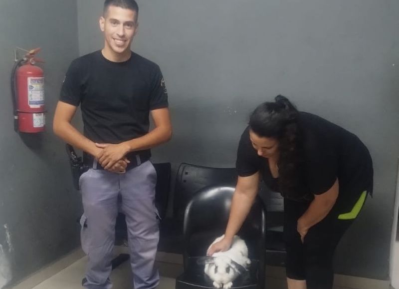 Resistencia: denunció que se llevaron su conejo y detuvieron a un joven