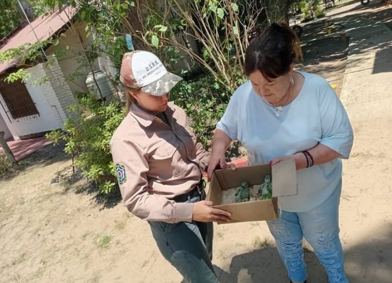 Rescataron cotorras que eran vendidas por WhatsApp en Puerto Vilelas