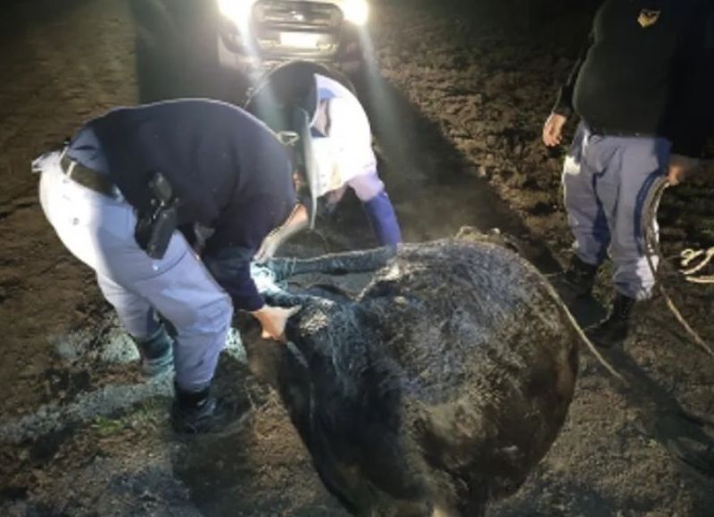Colonia Aborigen: fueron descubiertos con un animal robado y se dieron a la fuga