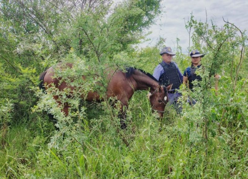 Recuperaron un caballo robado tras rastrillaje en la zona rural de Sáenz Peña