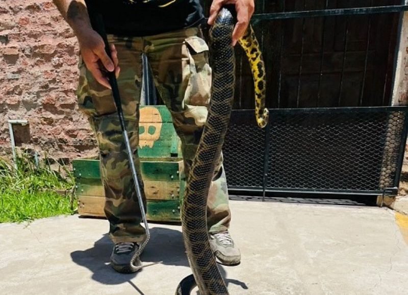Rescataron una boa curiyú en la Capilla San Cayetano de Barranqueras