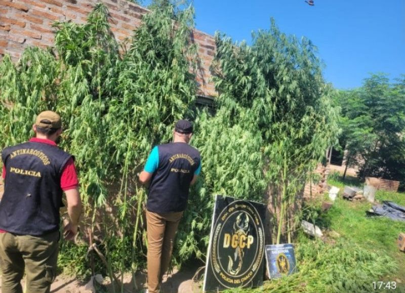 Secuestraron 39 plantas de marihuana en Sáenz Peña