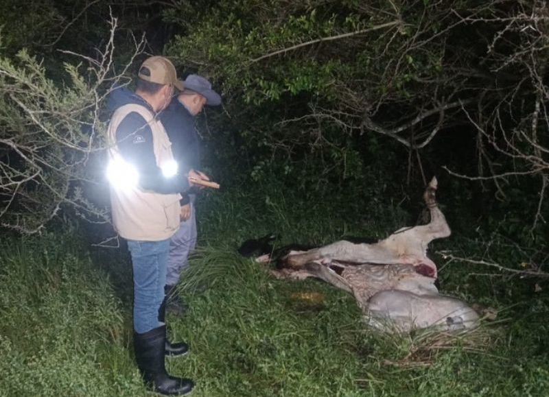 Detuvieron a un joven mientras faenaba ilegalmente una vaca en Puerto Tirol