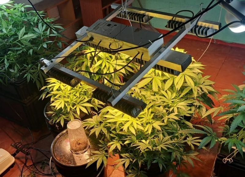 Desmantelaron un laboratorio de cannabis en Resistencia