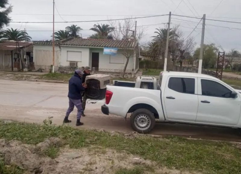 Rescataron 10 perros en un allanamiento por presunto maltrato animal en Charadai