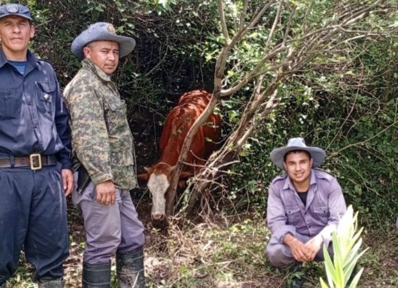 Recuperaron una vaquilla durante rastrillaje en zona rural en Quitilipi