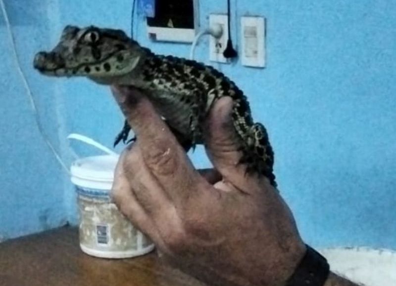 Rescataron a una cría de yacaré en Resistencia