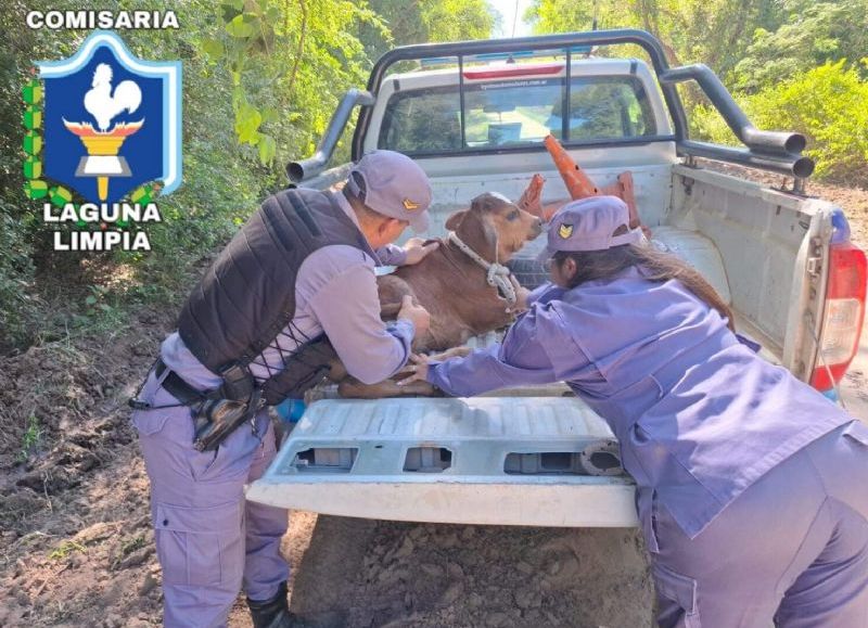 Recuperaron un ternero robado que estaba oculto en un monte en Laguna Limpia