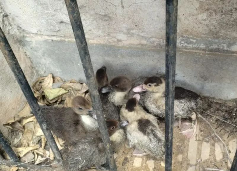 Demoraron a un joven que se robó seis patos en Quitilipi