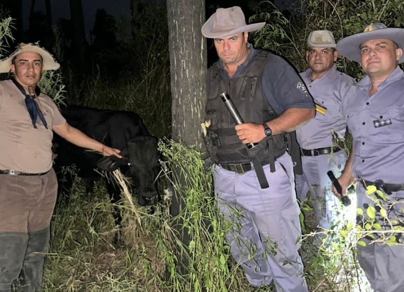 Recuperaron un ternero robado y lo devolvieron a su dueño en General San Martín