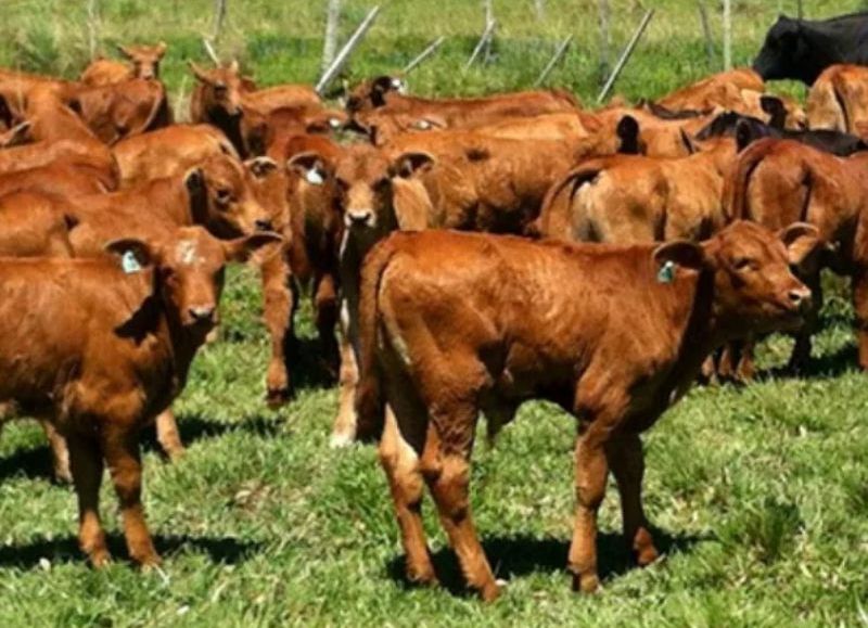 Ultiman los detalles para la Fiesta del Ternero en General San Martín
