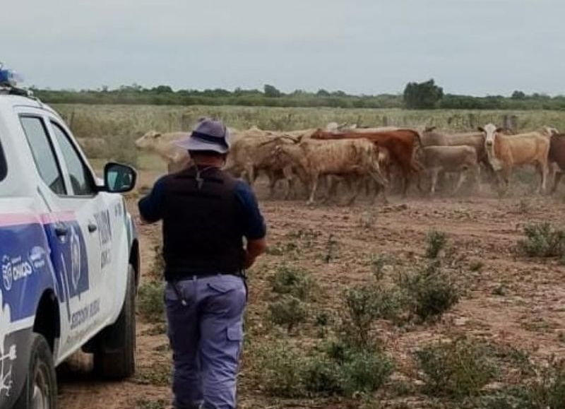 Sáenz Peña: recuperaron 15 vacas que fueron robadas de un campo