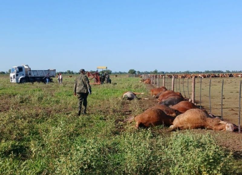 Un rayo mató a 31 vacunos en un campo de Charata