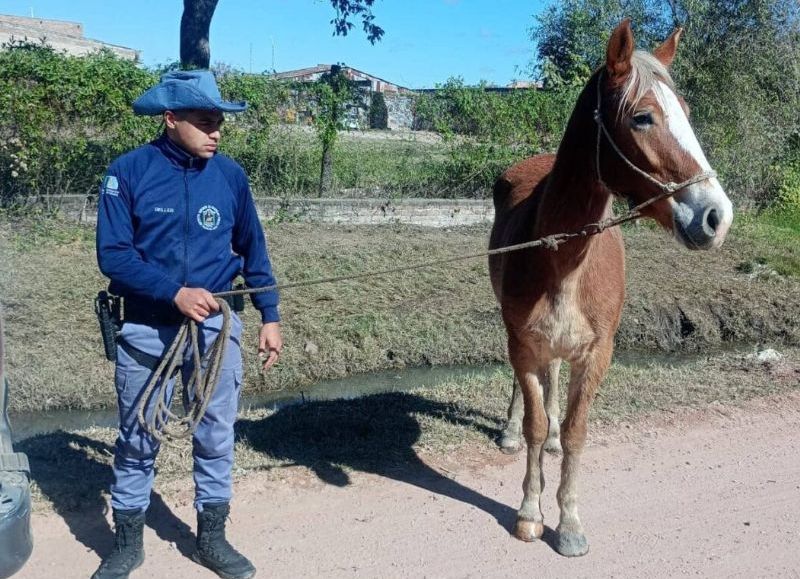 Secuestraron una yegua suelta en la calle en Villa Berthet